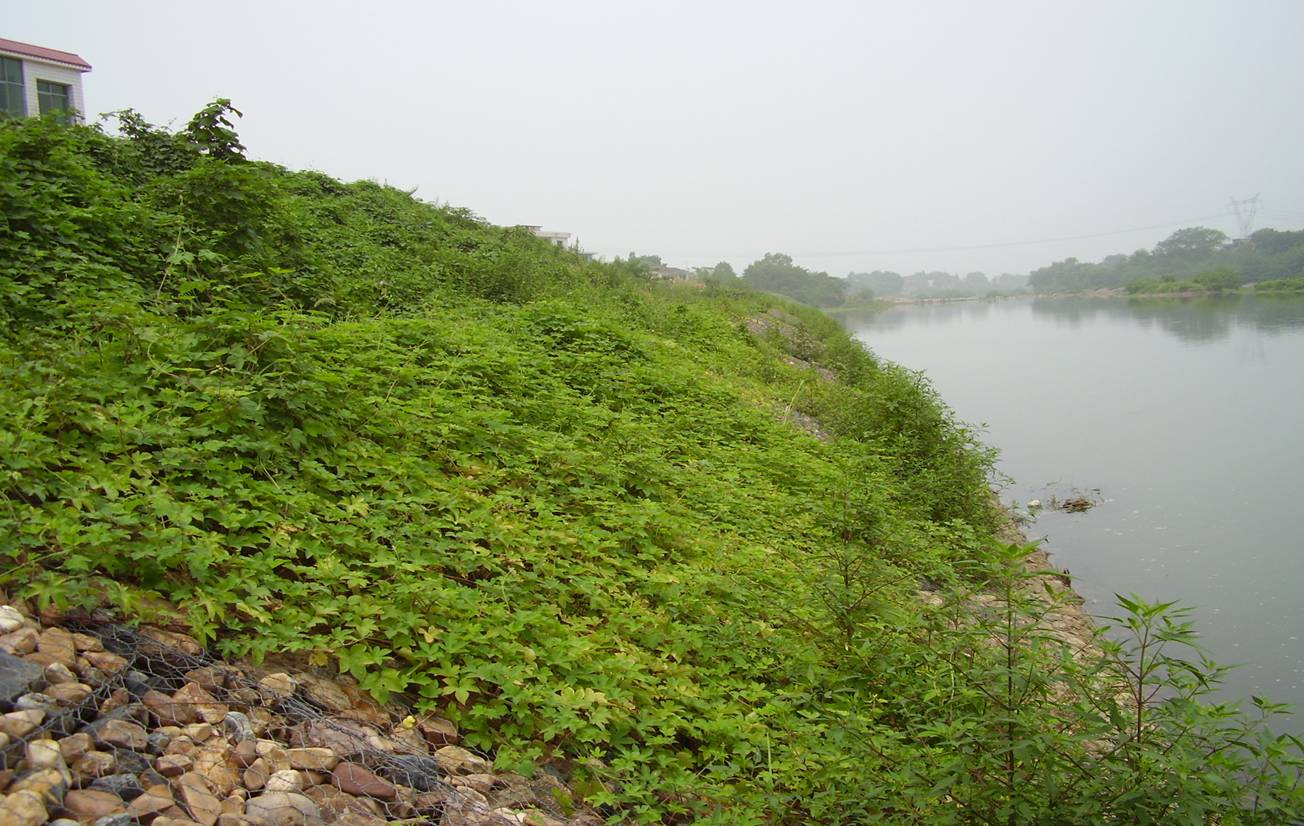河道石籠網(wǎng)怎么防護？